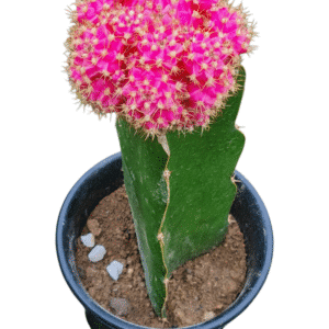 Cacto Gymnocalycium Pink – Natural