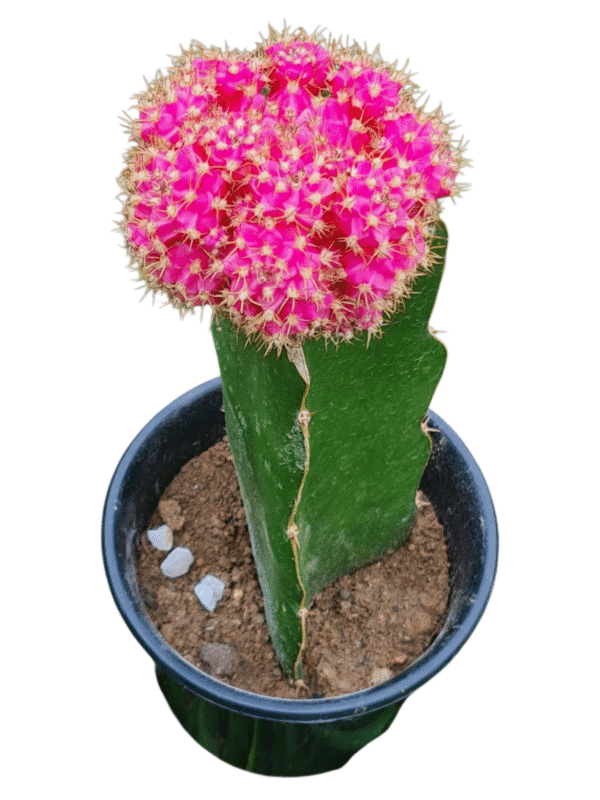 Cacto Gymnocalycium Pink - Natural
