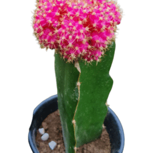 Cacto Gymnocalycium Pink – Natural