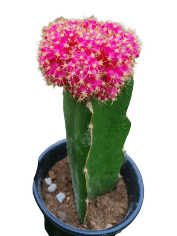Cacto Gymnocalycium Pink - Natural - Image 2