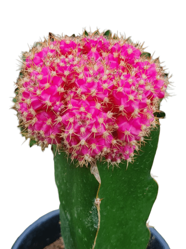 Cacto Gymnocalycium Pink - Natural - Image 3