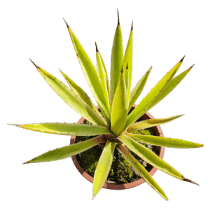 Agave Variegata – cuia 21