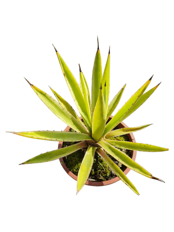 Agave Variegata - cuia 21 - Image 2