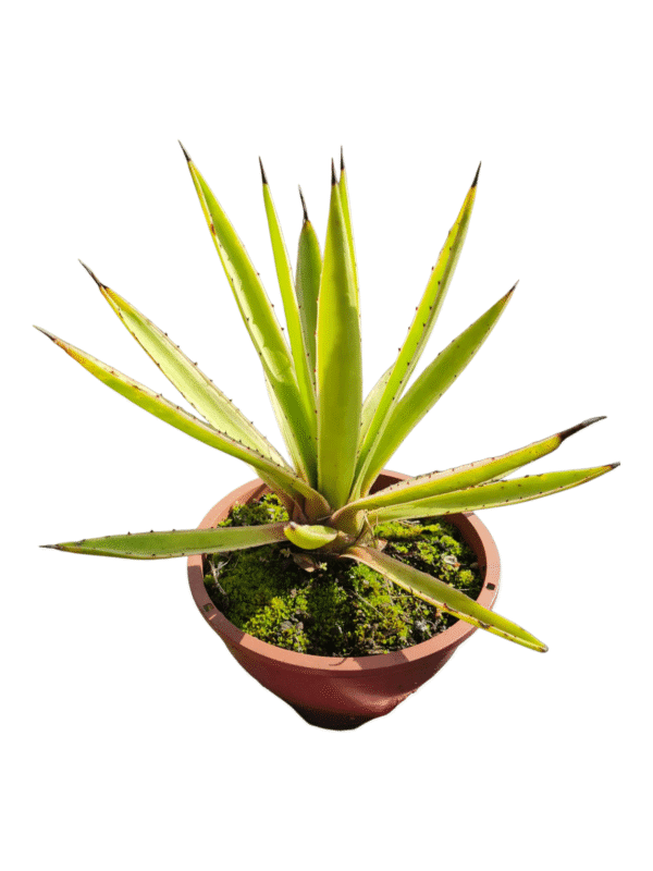 Agave Variegata - cuia 21 - Image 3