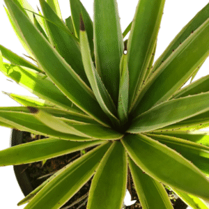 Agave Variegata – cuia 21