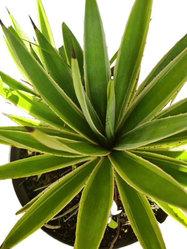 Agave Variegata - cuia 21