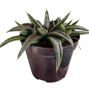 Suculenta Agave Victoria Reginae