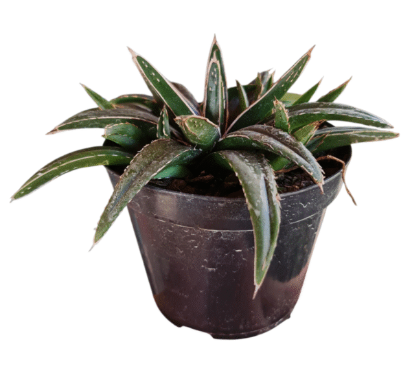 Suculenta Agave Victoria Reginae - Imagem 2