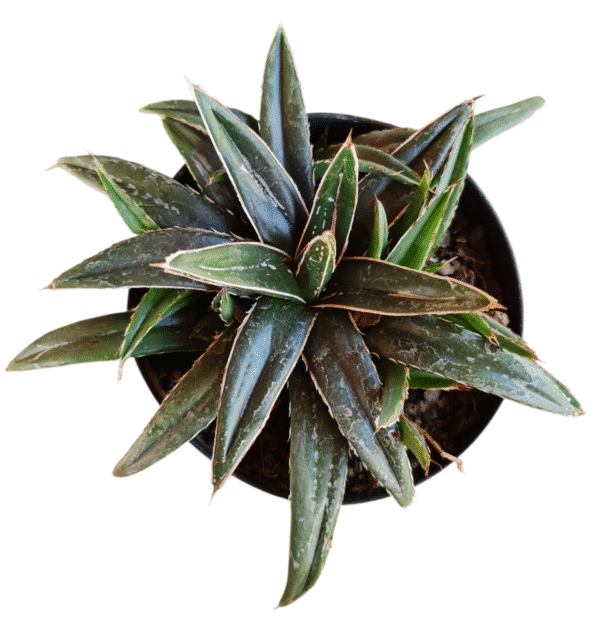 Suculenta Agave Victoria Reginae