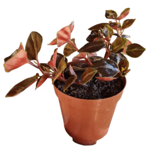 Peperomia Metallica