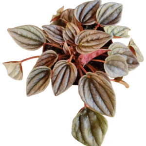 Peperomia Caperata