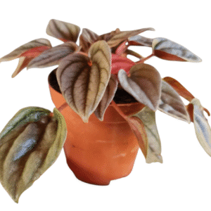 Peperomia Caperata