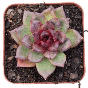 Suculenta Agavoide Black Queen