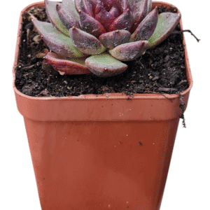Suculenta Agavoide Black Queen
