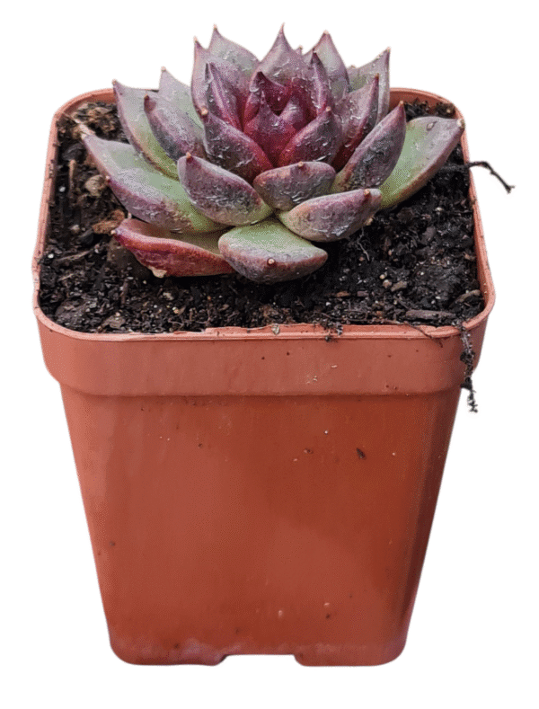 Suculenta Agavoide Black Queen - Imagem 2