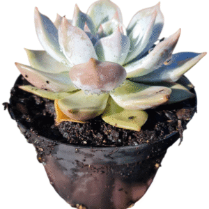 Suculenta Echeveria Lia Blue