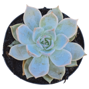 Suculenta Echeveria Lia Blue