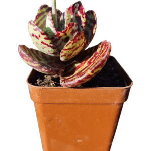 Suculenta Kalanchoe Humilis
