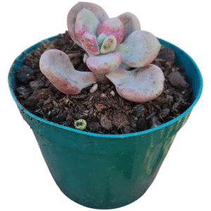 Suculenta Graptoveria White americano (importada)