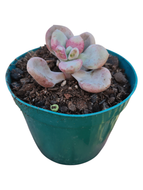 Suculenta Graptoveria White americano (importada) - Imagem 2