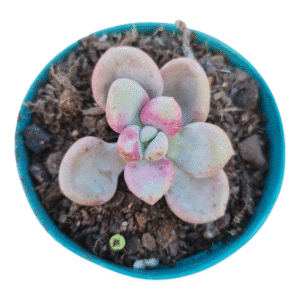 Suculenta Graptoveria White americano (importada)