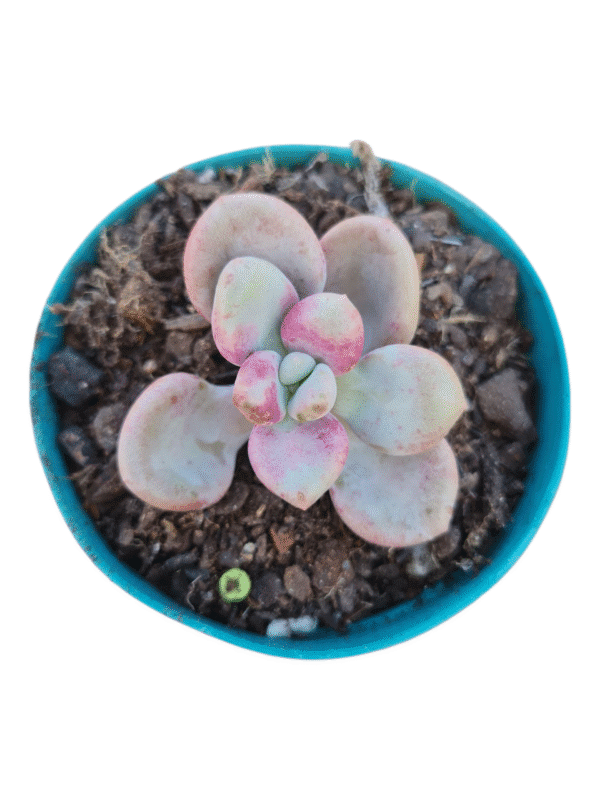 Suculenta Graptoveria White americano (importada)