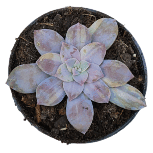 Suculenta Graptopetalum Superbum Variegata