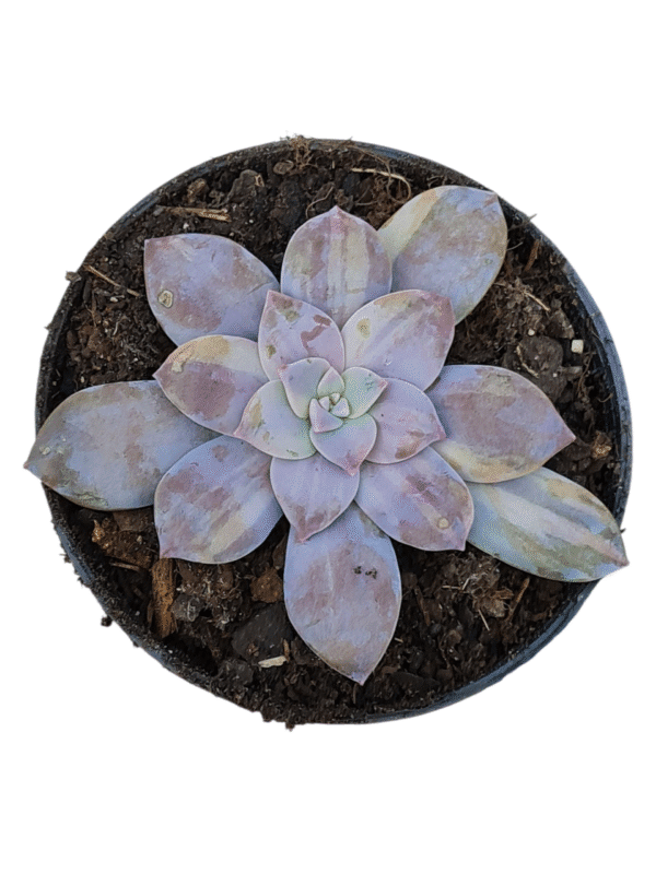 Suculenta Graptopetalum Superbum Variegata