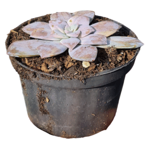 Suculenta Graptopetalum Superbum Variegata