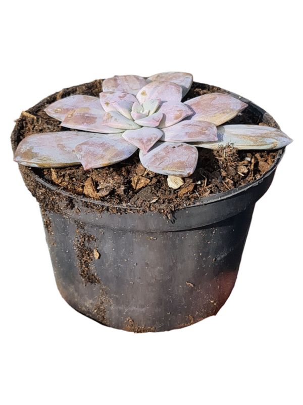 Suculenta Graptopetalum Superbum Variegata - Imagem 2