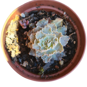 Suculenta Echeveria Shaviana Peregrina carunculas