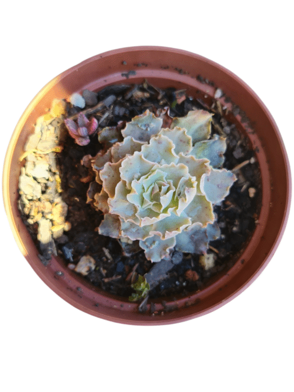 Suculenta Echeveria Shaviana Peregrina carunculas