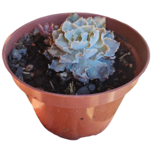 Suculenta Echeveria Shaviana Peregrina carunculas