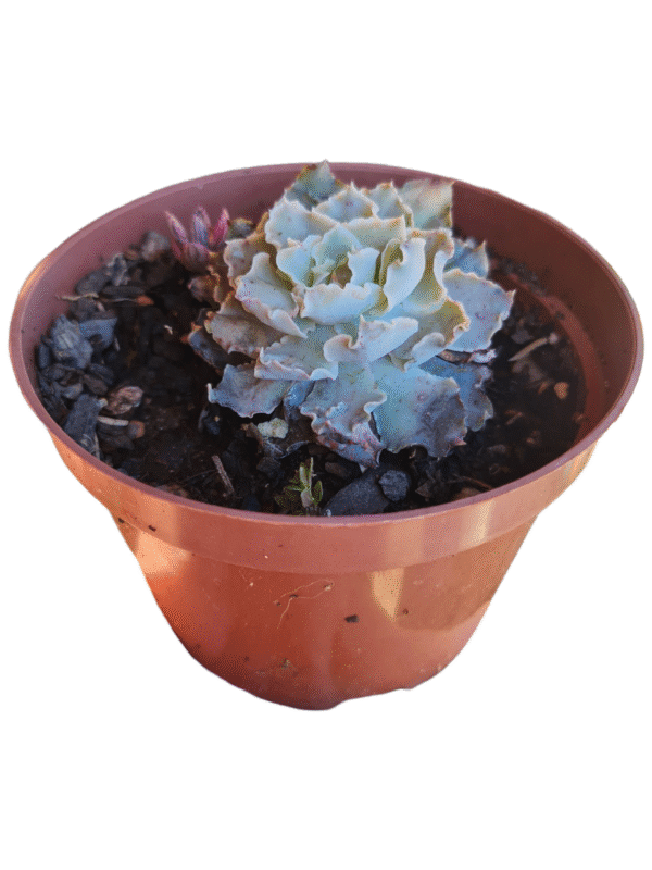 Suculenta Echeveria Shaviana Peregrina carunculas - Imagem 2