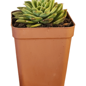 Suculenta Echeveria Flat Variegata