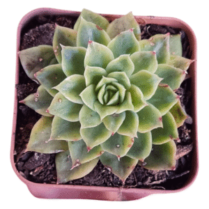 Suculenta Echeveria Flat Variegata