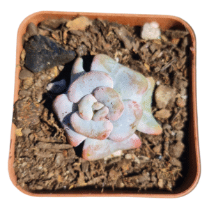 Suculenta Echeveria Heart song – importada