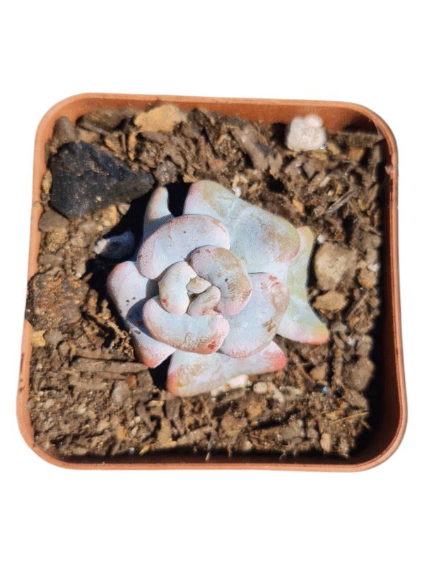 Suculenta Echeveria Heart song - importada
