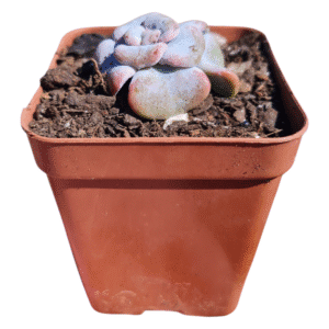Suculenta Echeveria Heart song – importada
