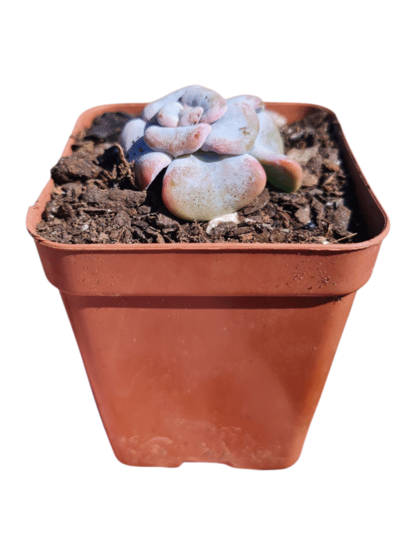 Suculenta Echeveria Heart song - importada - Imagem 2
