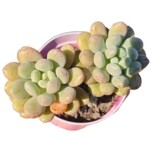 Suculenta Echeveria Blue Feather – Colônia