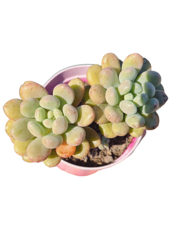 Suculenta Echeveria Blue Feather - Colônia