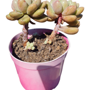 Suculenta Echeveria Blue Feather – Colônia