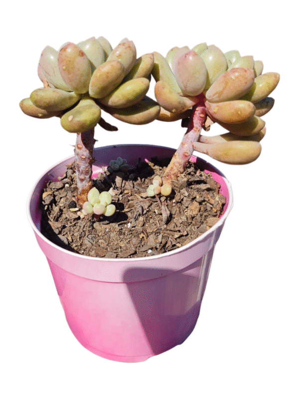 Suculenta Echeveria Blue Feather - Colônia - Imagem 2