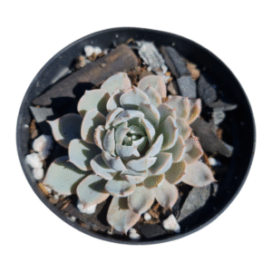 Suculenta Echeveria Peacockii