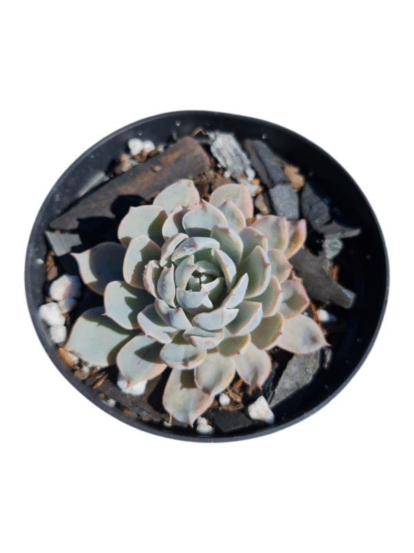 Suculenta Echeveria Peacockii