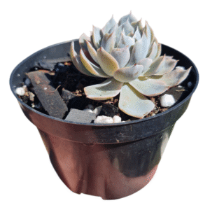 Suculenta Echeveria Peacockii