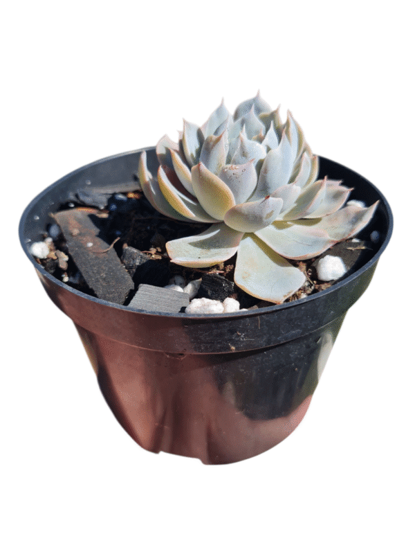 Suculenta Echeveria Peacockii - Imagem 2