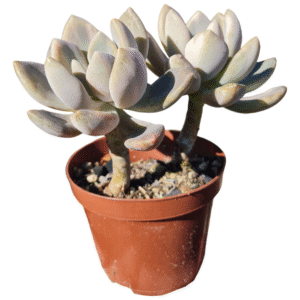 Suculenta Echeveria Lavander Variegata – 2 Rosetas
