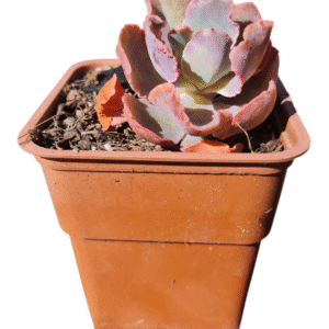 Suculenta Echeveria Blue Waves